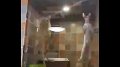 VIET69C