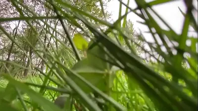 VIET69C