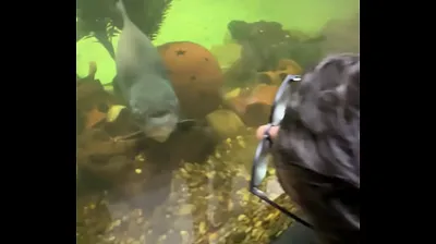 VIET69C