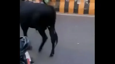 VIET69C