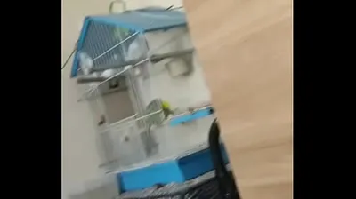 VIET69C