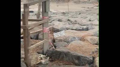 VIET69C