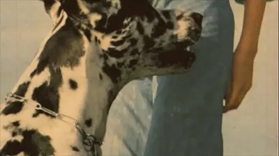 VIET69C