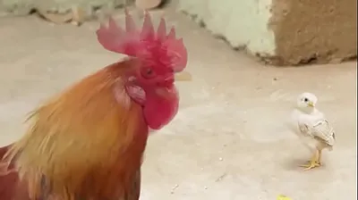 VIET69C