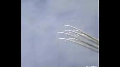 VIET69C