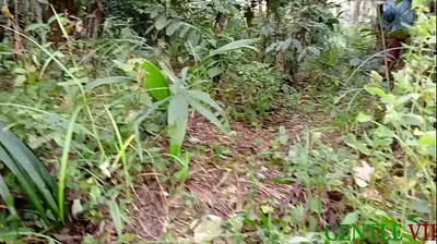 VIET69C