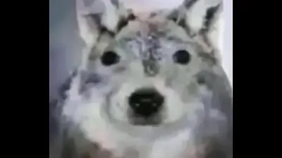 VIET69C