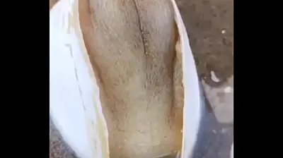 VIET69C