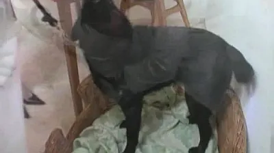 VIET69C